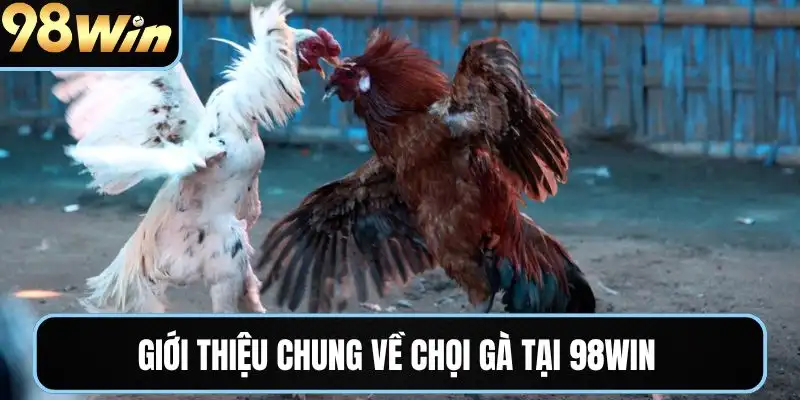 Giới thiệu chung về chọi gà tại 98WIN
